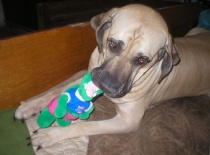 Alejandro ulovil krokodýla!