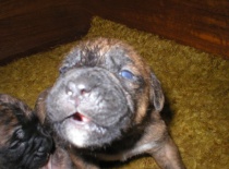 FIB Cecilka  mám hlad!