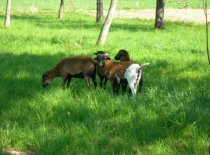 Zatím ještě mlaďoši