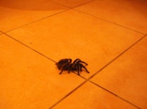 554694 401638323181404 100000057197491 1595705 1050420111 n