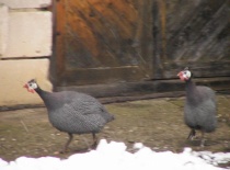 Perličáci darebáci (Bradoun a Křivák)