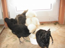 Páníček nám udělal salát...