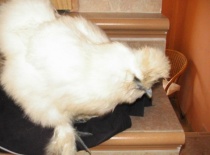 Kuk ,už jsme suché (Pepina)