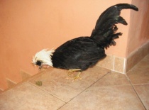 Jehličí je dobrá hračka...