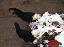 Mokré! honem domů... (Karlík a Maruška)