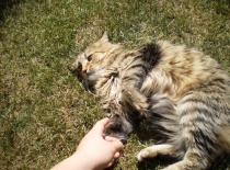 [field_gallery-nid]_[filefield-onlyname-original].[filefield-extension-original]