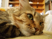 [field_gallery-nid]_[filefield-onlyname-original].[filefield-extension-original]