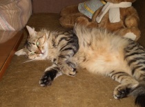 [field_gallery-nid]_[filefield-onlyname-original].[filefield-extension-original]