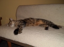 [field_gallery-nid]_[filefield-onlyname-original].[filefield-extension-original]