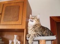 [field_gallery-nid]_[filefield-onlyname-original].[filefield-extension-original]