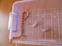 Fakt je na ni veliky