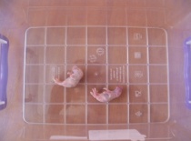 To vetsi hole bylo moc velketo male uplne akorat