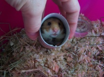 křeček smajlinka jako mladá