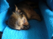 1226607829.igallery.image0000002  600x  logo  server haficicz