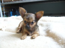 1226608129.igallery.image0000003  600x  logo  server haficicz