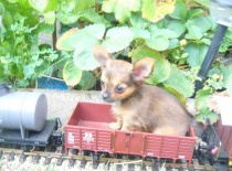 1226608210.igallery.image0000004  600x  logo  server haficicz