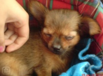 1226608981.igallery.image0000005  600x  logo  server haficicz