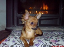 1227095054.igallery.image0000006  600x  logo  server haficicz