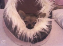 1227556675.igallery.image0000007  600x  logo  server haficicz