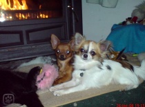 1233485041.igallery.image0000008  600x  logo  server haficicz