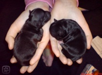 Dsc03136.igallery.image0000009  600x  logo  server haficicz