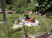 Dsc03953 001.igallery.image0000010  600x  logo  server haficicz