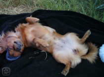 Pict1686.igallery.image0000011  600x  logo  server haficicz